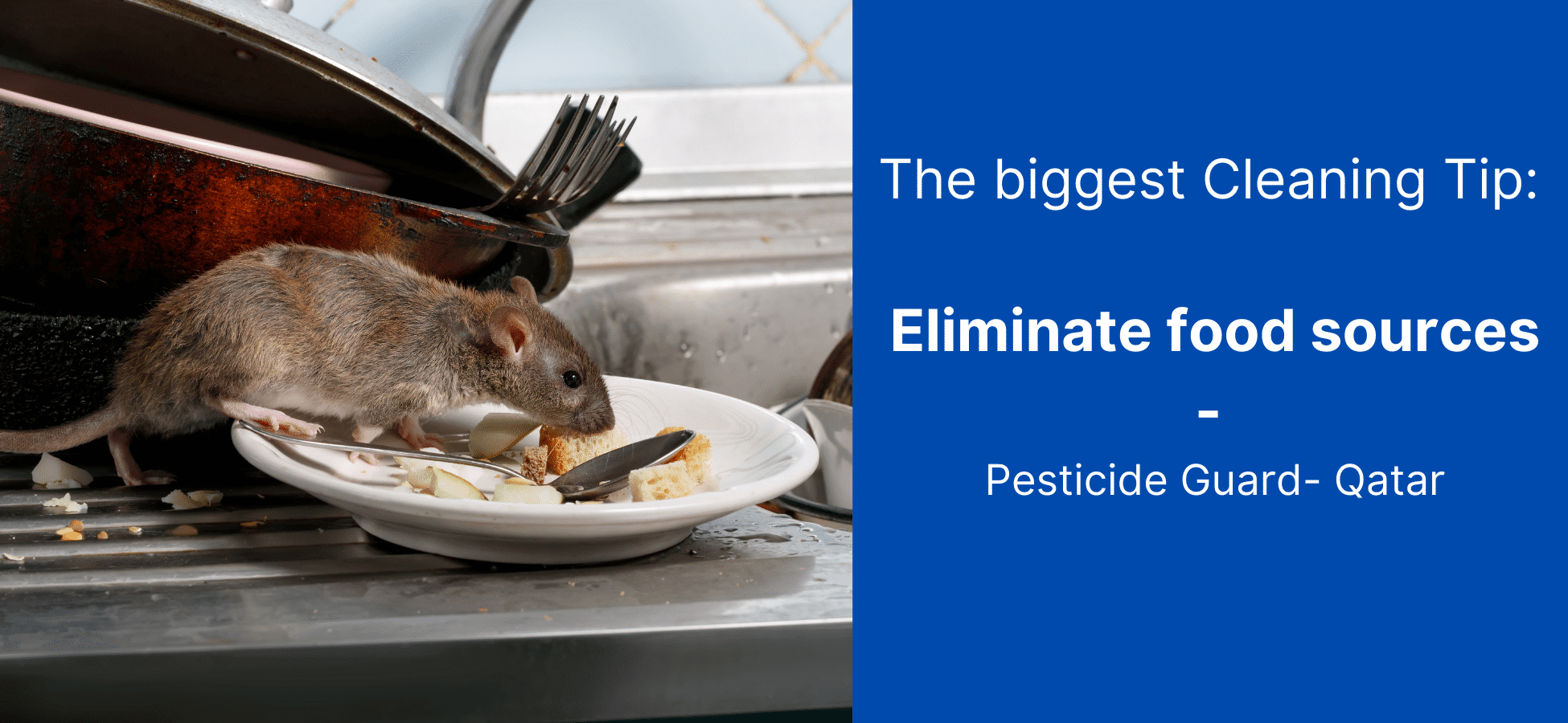  Biggest Cleaning Tip Eliminate food sources