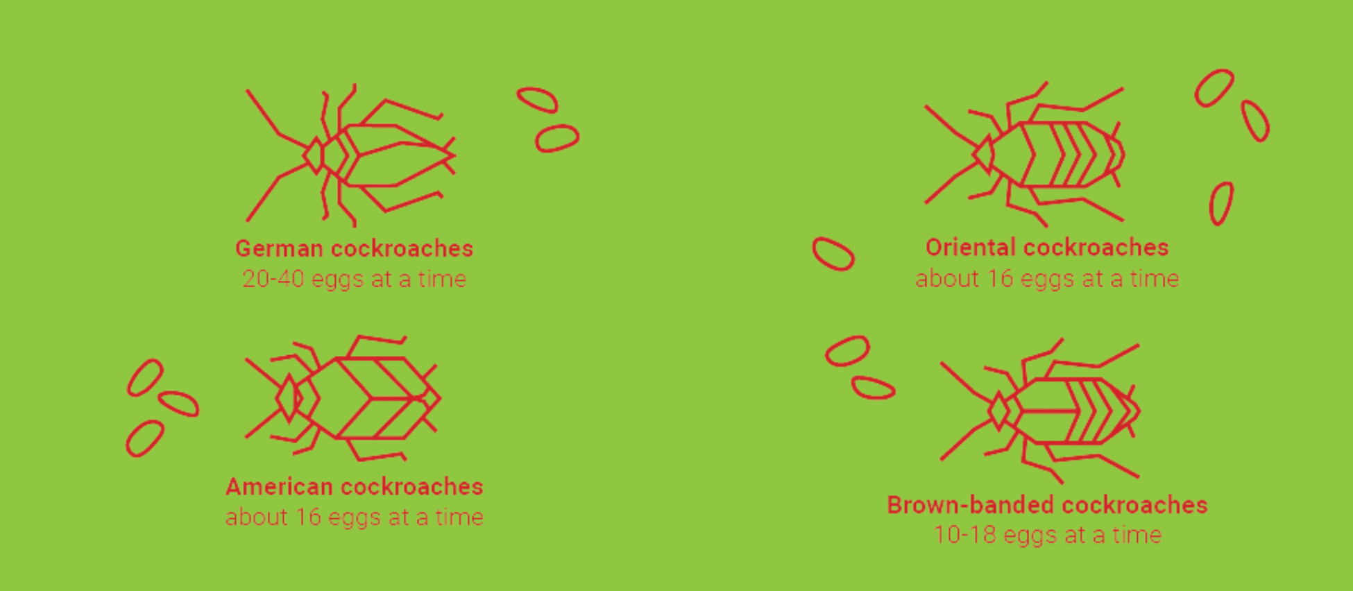 The Life Cycle of a Cockroach - Pest Control Service in Qatar ...